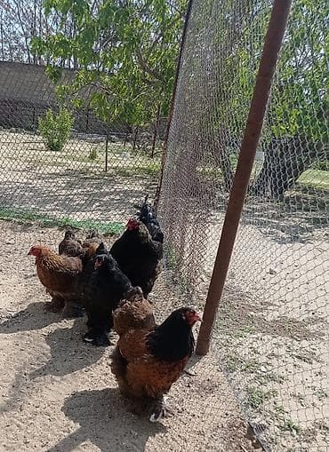 azeri it adlari: Brahma cinsli toyuqlar. Toyuqlar 35 azn xoruz 50azn hamisi kom — 4