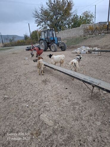 dis agardan qelem: Məhsul: Keçi sürüsü Təsvir: - Şəkildə qoyun-keçi təsərrüfatı üçün 3 — 2