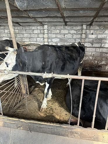 Dişi, Simental, il: 3, Südlük