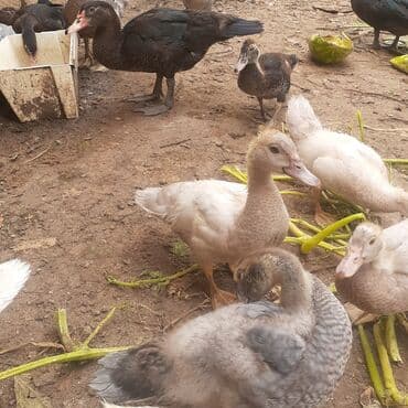 kayuqa ordək: Lal ördəklər macar sortu zümrüdü mirvari göy rəng balalarda satılır — 6