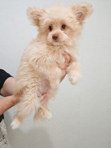 купить хаски щенка: Шпиц, 2 месяца, Самка, Самовывоз — 1