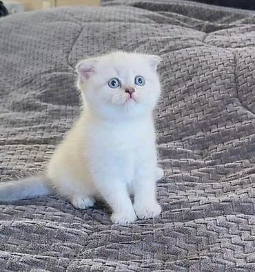 Quşlar: Şotland yastı qulaq — 5