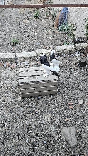 Xamilyon qara pomerianlar həm beli həm quyruqlari parıltılı qaradır lalafo.az -da Xamilyon qara pomerianlar həm beli həm quyruqlari parıltılı qaradır
