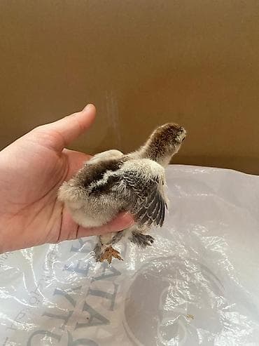 xarkov cuceler: Toyuq cücələri, Damazlıq — 8