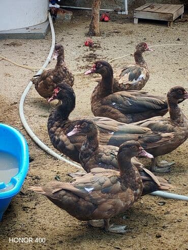 dana qiyməti siyəzən: Salam Aleykum Gördüyüvüz Krasnadarların (qırmızı öküz) hamısıni — 2