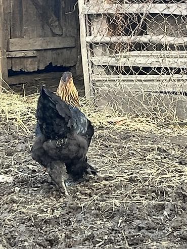 Digər heyvanlar: Toyuq, Brama, Damazlıq — 2