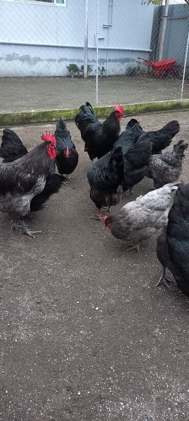 Akvariumlar: Avstrolob yumurtası və cucəsi sifariş olnur sifariş qabagcadan — 9