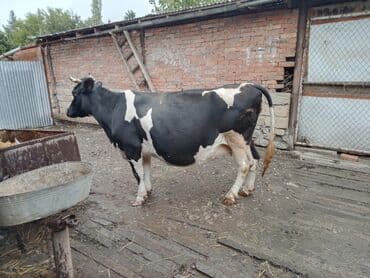 holstein inekleri: Südlük inək - Rəng: qara-ağ, xallı - Cins tipi: Holştin/holştin tipli — 7