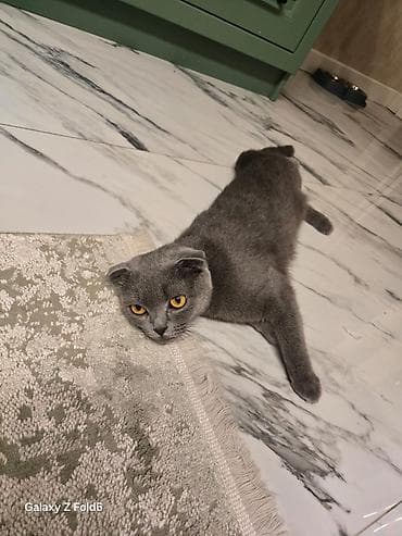 pisik sekileri: Şotland — 6