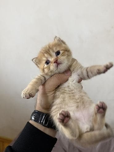 pişik sahiblendirilir: Şinşilla — 7