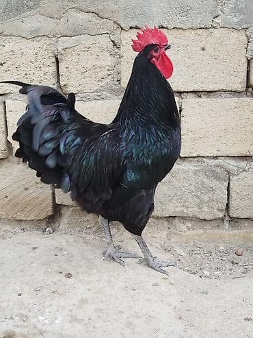 xaski it sekilleri: Məhsul: Qara rəngli xoruz Təsvir: - Parlaq qara-ləkəli tüklər — 2