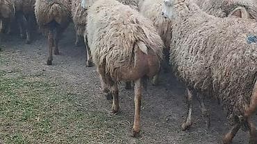 Сельхоз птицы: 550 baş qaradolaq sortu satlır qiymet elaqe saxla — 4