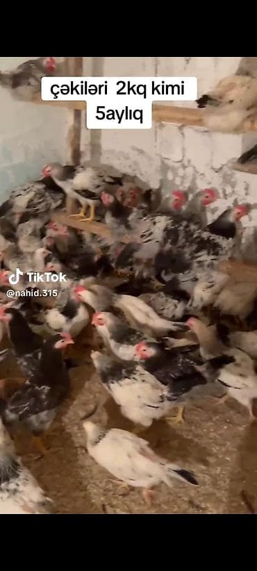 korella quş: Digər quşlar — 2