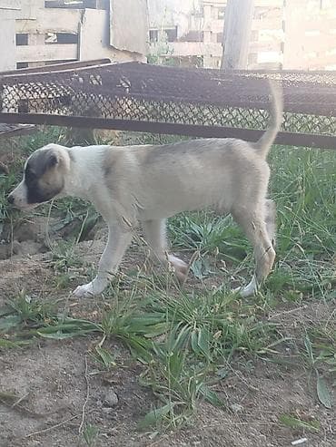husky it: Balaca it balaları afcarkanin qarışıqi — 3