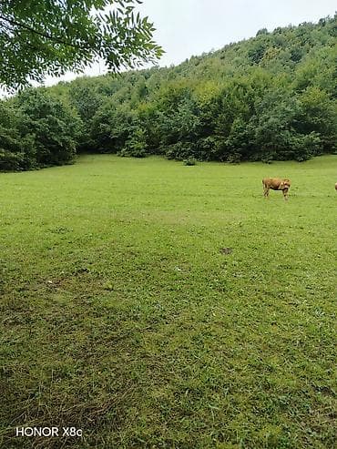 binə savxoz ev: 21 sot, Kənd təsərrüfatı, Mülkiyyətçi, Kupça (Çıxarış) — 4