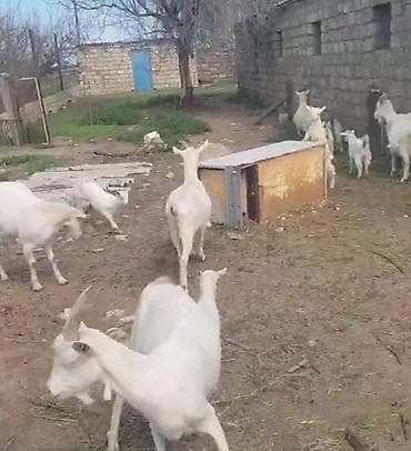 Dişi, Zanen, il: 2, 50 kq, Südlük, Ünvandan götürmə