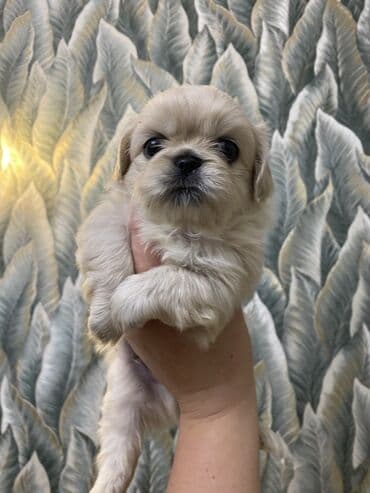 Pekines, 1 ay, Erkek lalafo.az -da Pekines, 1 ay, Erkek