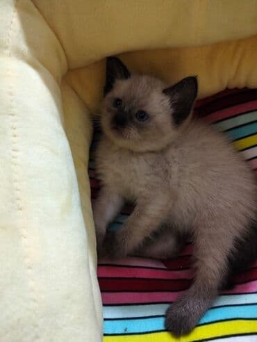 pişik tualet: Şotland, Dişi — 4