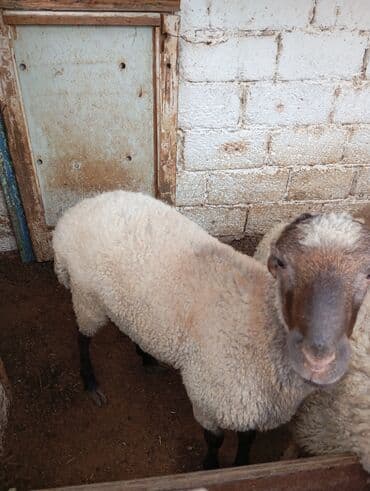 Qoyun – ət və yun istiqamətli - Cins tipi: yerli qarışıq tip