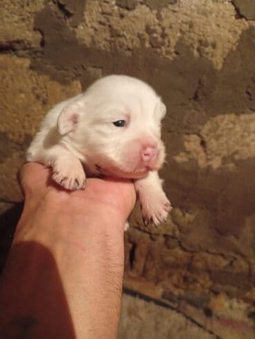 centrum dermani: Pekines, 1 ay, Erkek, Peyvəndli — 1