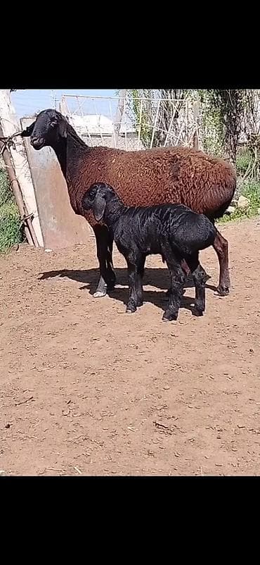 brama cucə satışı: Qoyun və quzu dəsti - Cins: ehtimalən qaragül/yerli ətlik tip — 3