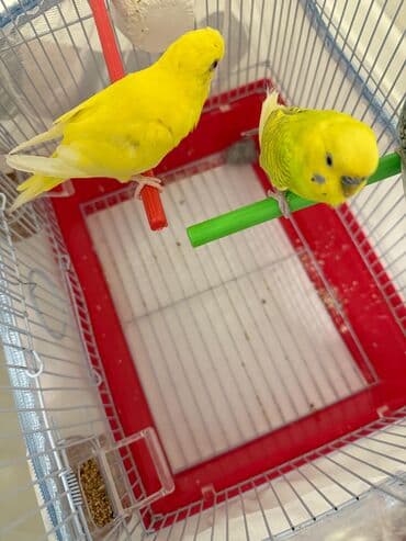 it bazari 2021: Tutuquşular 7 aylıqdır. Özüm saxlamışam tam sağlamdırlar. 2 dişi biri — 4