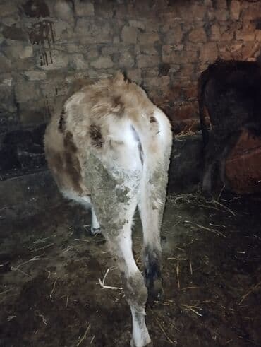 Toyuqlar: Dana, buzov, Erkək, ay: 6, Ətlik — 7