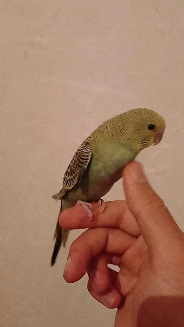 Tutuquşları: Salam. Əl quşudur. isteyen Vpdan yazsin vidiosunu atim. Ünvan — 2