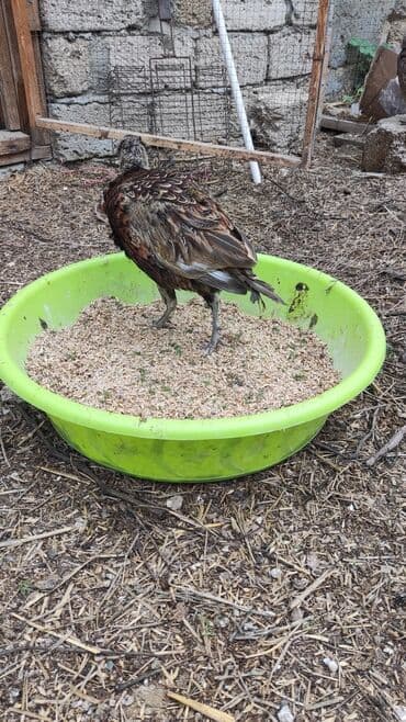 Toyuq, Damazlıq lalafo.az -da Toyuq, Damazlıq