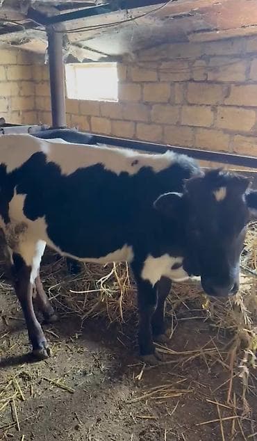 козы: Самка, лет: 1, Для разведения, Для мяса, Самовывоз — 5