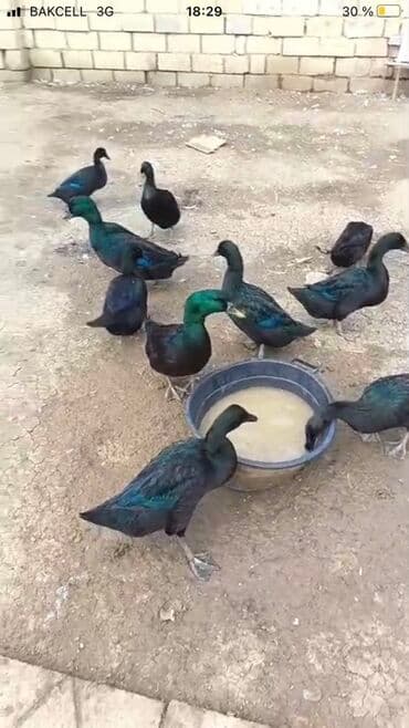 Inəklər, öküzlər: Kayuqa Ördey balasi 2 hefdelik olanlar 10 manat. 1 hefdelik 8 manat – — 6