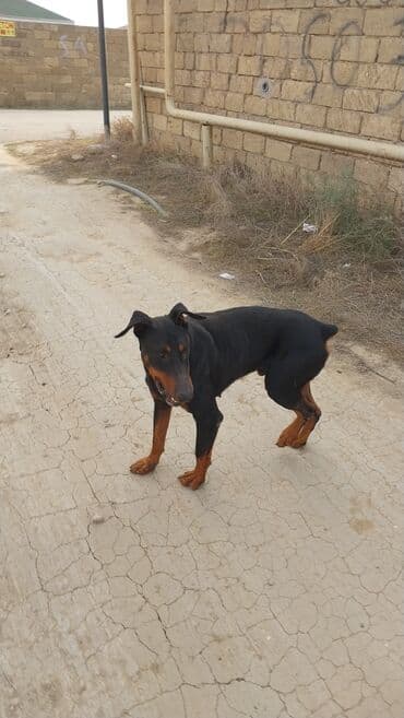 avstrolop toyuqlari haqqinda melumat: Doberman, Erkek — 2