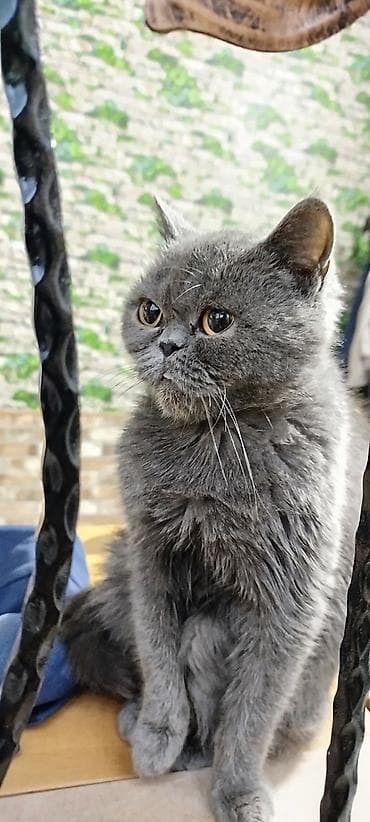 şotland pişiyi pulsuz: Ekzot, Dişi — 2