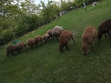 qoyun paltari: - Növ: yerli qarışıq cinslər (qonur, tünd qonur və ağ rənglər). - — 4