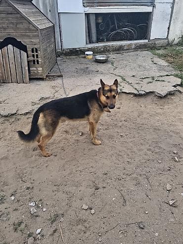 barter itler: Afcarka satilir cinsi erkekdi qiymetde endirim olacag eleve sullar — 3