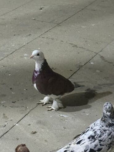 доберман цена баку: Salam aleykum iki iri leley iki badam leley hamsı 30 manat — 1