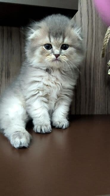 britan pisiyi: Britan — 5