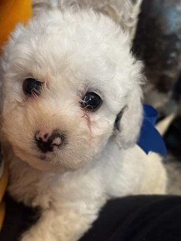 çöl heyvanları haqqında məlumat: Pudel, 2 ay, Erkek, Ödənişli çatdırılma — 6