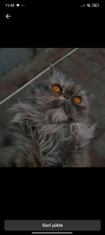 pişik 1 azn: Ekzot, Dişi, Yaxşı əllərə — 2