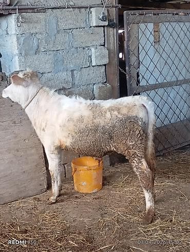mal heyvan: Satılıq erkək buzovlar - Növ: yerli ətlik tipli buzovlar (2 ədəd) - — 1