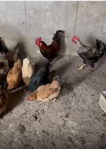 Другие с/х животные: Qarışıq yerli toyuq 14 ədəd toyuğ 4 ədəd xoruzdu hamsıda super — 2