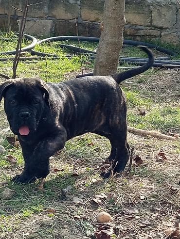 ov itləri: Kane-Korso, 1 ay, Erkek, Sənədli, Ünvandan götürmə, Pulsuz çatdırılma, Rayonlara çatdırılma — 4