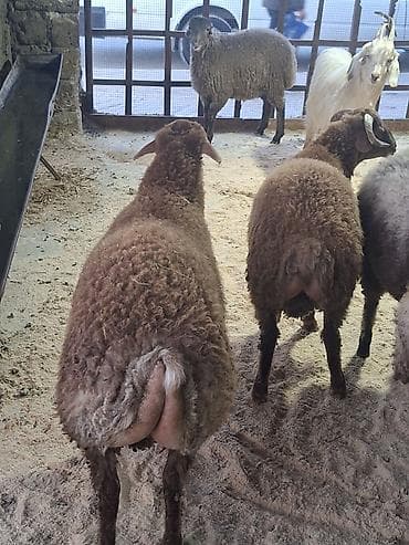 Птицы: Qoyun sürüsü – yerli qaragül/yağlı quyruq tipli heyvanlar - Növ — 6