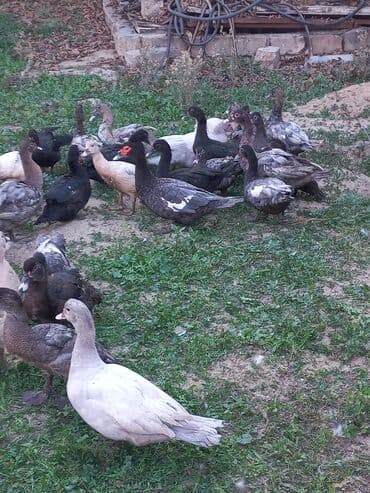 zumrud ordək: Erkək, | Lal ördək, Damazlıq, Ünvandan götürmə — 3