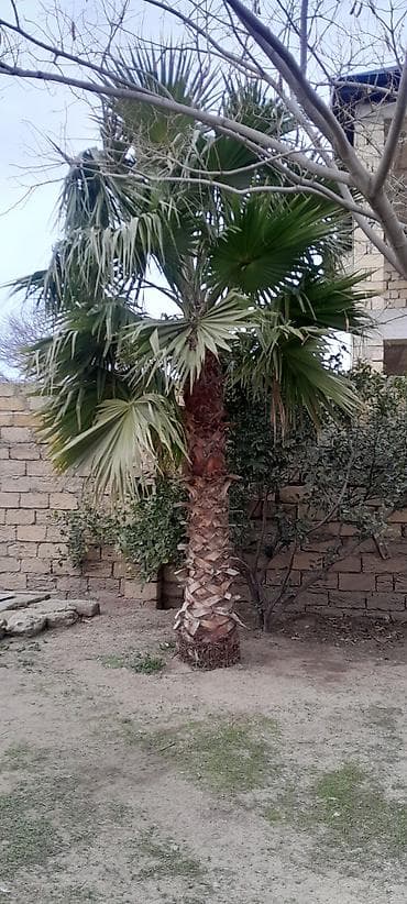 ev ağacı: Dekorativ palma ağacı – fan formalı yarpaqları ilə bağ, həyət və — 2