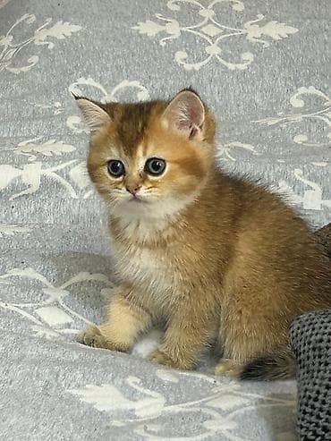 Pişiklər: Şotland — 1