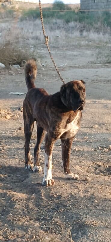 it davası 2020: Qurdbasar, 1 il, Dişi, Peyvəndli, Ödənişli çatdırılma — 10