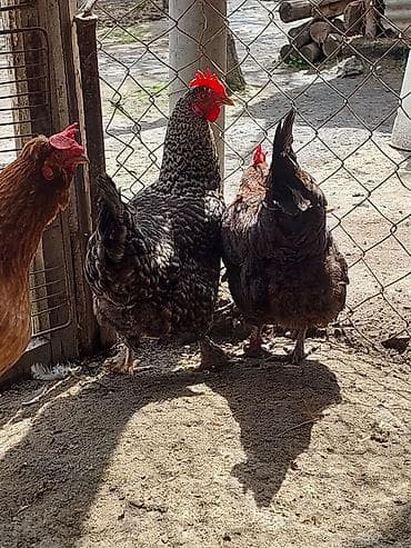 toyuq cüce: Toyuq, Yumurtalıq, Ünvandan götürmə, Ödənişli çatdırılma — 6