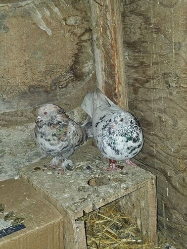 Bülbüllər: Müxtəlif rənglərdə iki göyərçin təklif olunur. Biri gənc, qəhvəyi, boz — 4