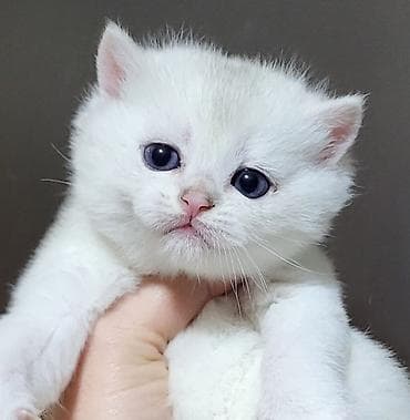 Птицы: Шиншилла — 2